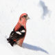 Photo of White-winged Crossbill