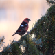 Photo of White-winged Crossbill