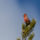 Photo of White-winged Crossbill