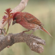 Photo of Purple Finch