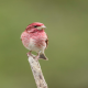 Photo of Purple Finch