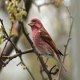 Photo of Purple Finch
