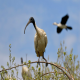 Photo of Australian Ibis