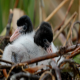 Photo of Australian Ibis