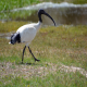 Photo of Australian Ibis