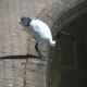 Photo of Australian Ibis