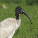 Photo of Australian Ibis