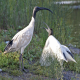Photo of Australian Ibis