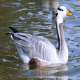 Photo of Bar-headed Goose