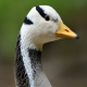Photo of Bar-headed Goose