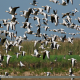 Photo of Bar-headed Goose
