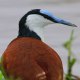 Photo of African Jacana