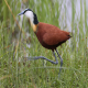 Photo of African Jacana