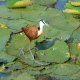 Photo of African Jacana