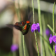 Photo of Tufted Coquette