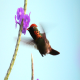 Photo of Tufted Coquette