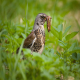 Photo of Fieldfare