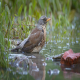 Photo of Fieldfare