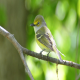 Photo of White-eyed Vireo