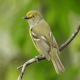 Photo of White-eyed Vireo