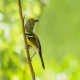Photo of White-eyed Vireo
