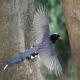 Photo of Red-billed Blue-Magpie