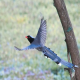 Photo of Red-billed Blue-Magpie