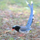 Photo of Red-billed Blue-Magpie