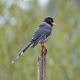 Photo of Red-billed Blue-Magpie