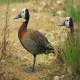 Photo of White-faced Whistling-Duck