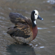 Photo of White-faced Whistling-Duck