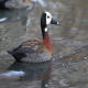 Photo of White-faced Whistling-Duck