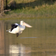 Photo of Australian Pelican