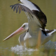 Photo of Australian Pelican