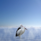 Photo of Australian Pelican