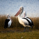 Photo of Australian Pelican