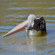 Photo of Australian Pelican