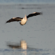 Photo of Australian Pelican