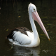 Photo of Australian Pelican
