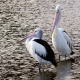 Photo of Australian Pelican