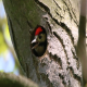 Photo of Lesser Spotted Woodpecker