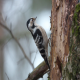 Photo of Lesser Spotted Woodpecker
