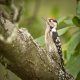 Photo of Lesser Spotted Woodpecker