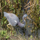 Photo of Tricolored Heron