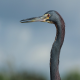 Photo of Tricolored Heron