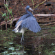 Photo of Tricolored Heron