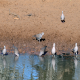 Photo of Ring-necked Dove
