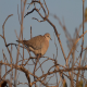Photo of Ring-necked Dove