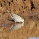 Photo of Ring-necked Dove