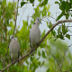 Photo of Ring-necked Dove